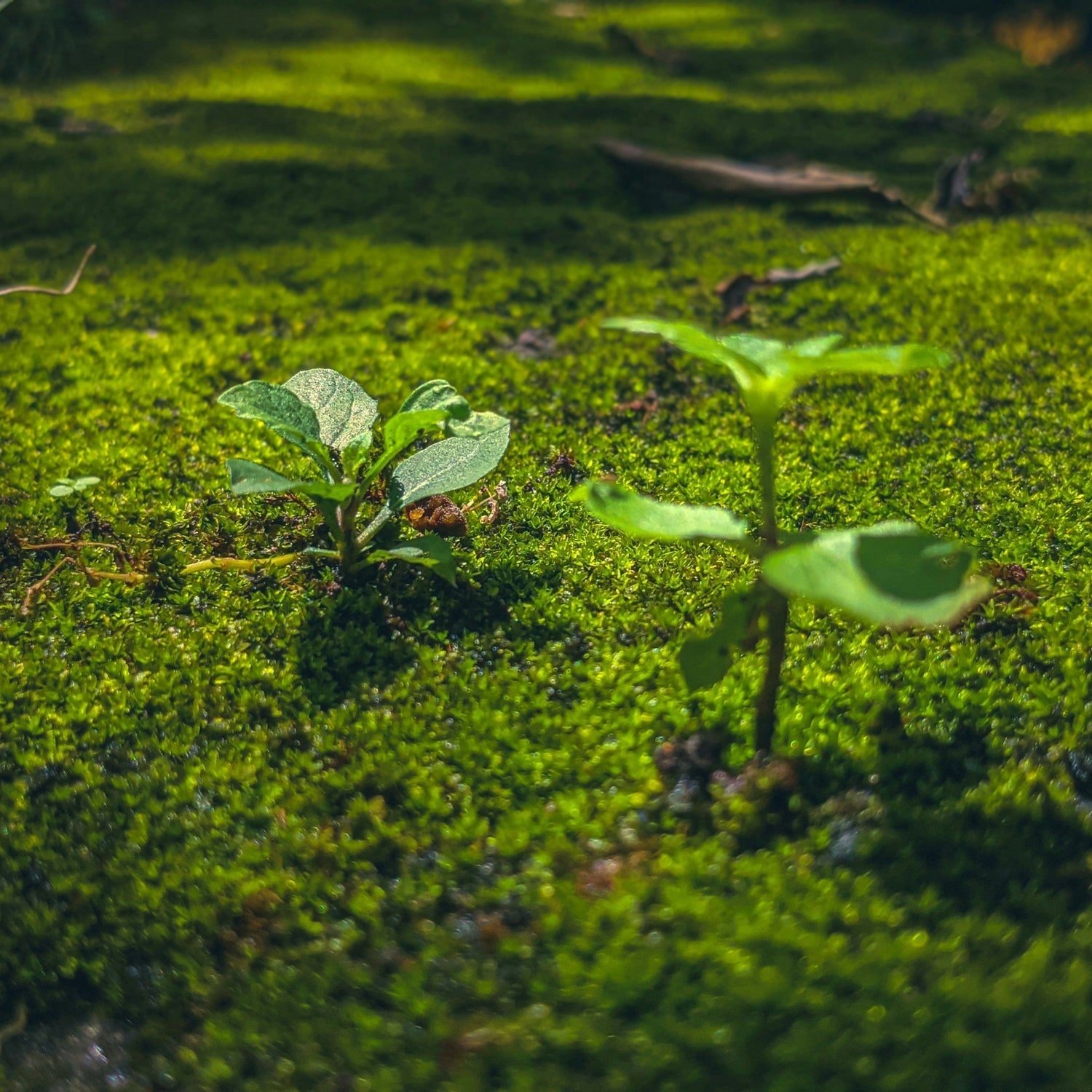 Varbros Joins the Greenspark Program: Small Actions, Big Impact 🌍🌱